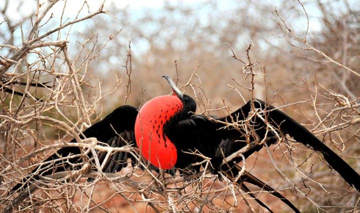Freggattvögel auf den Galapagos-Inseln