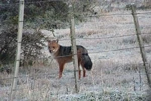 Fuchs im Nationalpark Torres del Paine Chile