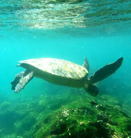 galapagos kreuzfahrten