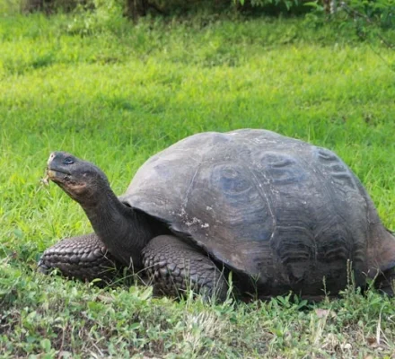 galapagos last minute - Riesenschildkroete