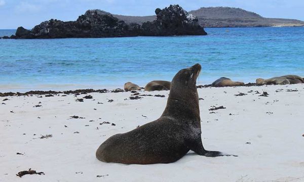 Seelöwe in der Gardner Bay auf der Galapagos Insel Española