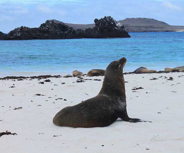 Seelöwe in der Gardner Bay auf der Galapagos Insel Española