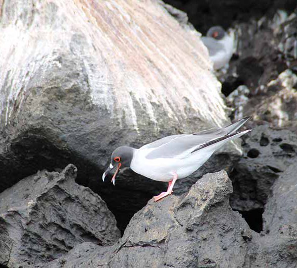 Vogelbeaobachtung auf Genovesa