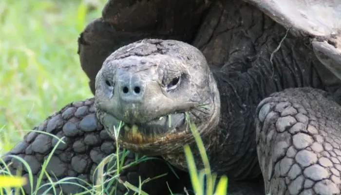 hochland santa cruz schildkroete