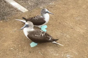 Blaufußtölpel auf der Isla de la Plata - Urlaub in Ecuador