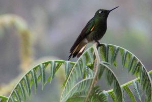 Kolibri Ecuador Themenreisen Vogelbeobachtung