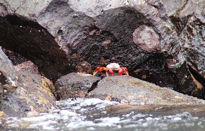 roter Krebs auf Genovesa