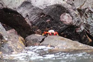 roter Krebs auf Genovesa