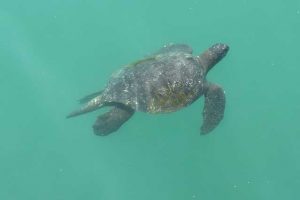 Meeresschildkröte unterwasser in Mancora, Peru