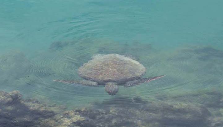 Meereschildkröte Galapagos