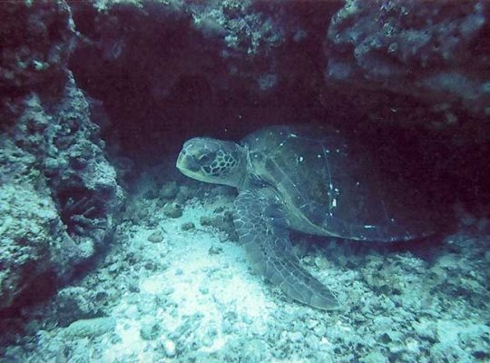 Meeresschildkröte unterwasser