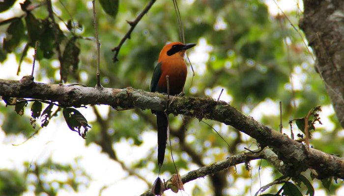 Vogelbeobachtung Motmot Ecuador
