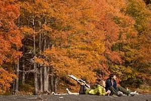 bunte Bäume im Nationalpark Conguillo in Araucania Chile