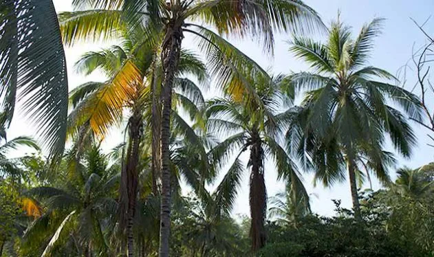 palmen-tayronaka-kolumbien Palmen im Tayrona Nationalpark