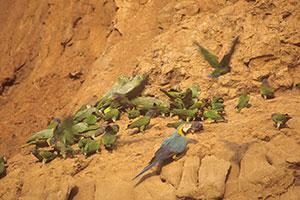 peru-regenwald-papageien-lehm