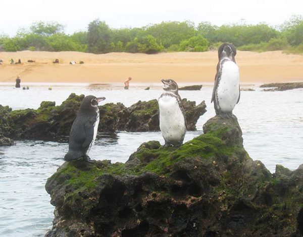 Pinguine auf Felsen der Galapagos Insel Bartolome