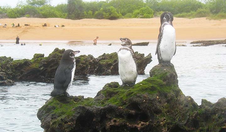 Pinguine auf Felsen der Galapagos Insel Bartolome