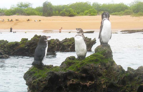 Pinguine auf Felsen der Galapagos Insel Bartolome