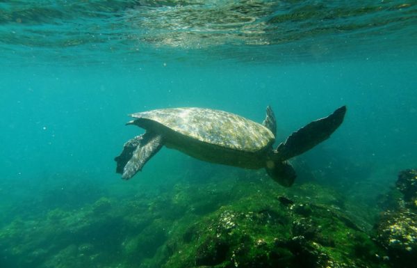 Meeresschildkröte auf den Galapagos-Inseln