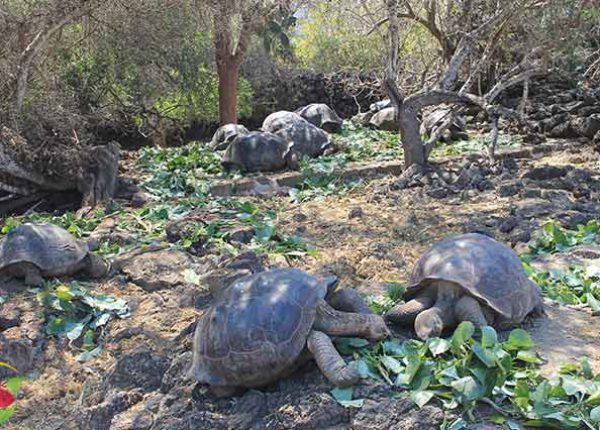 Schildkröten im Charles Darwin Forschungszentrum