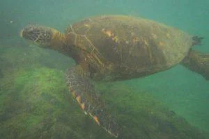 Meeresschildkröte Galapagos