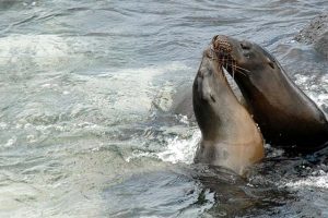 Seelöwen Galapagos
