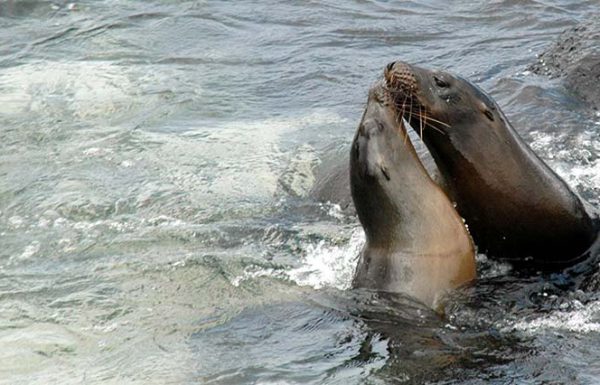 Seelöwen Galapagos