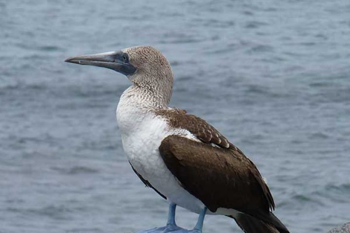 Galapagos Seymour Blaufußtölpel