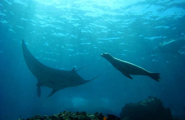 Seelöwe und Rochen bei Tauchreise auf Galapagos