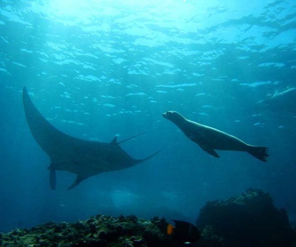 Seelöwe und Rochen bei Tauchreise auf Galapagos