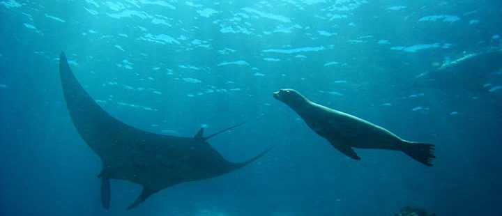 Seelöwe und Rochen bei Tauchreise auf Galapagos