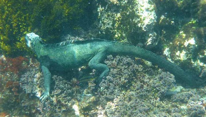 Meerechse unter Wasser beim Tauchen auf Galapagos