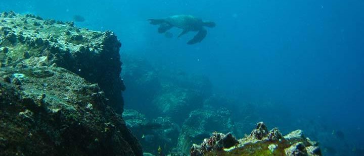 Schildkröte beim Tauchen auf Galapagos