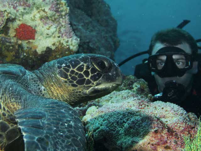 Taucher mit Galapagos Meeresschildkröte