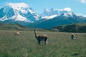 Alpaca im Nationalpark Torres del Paine
