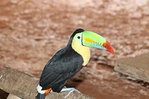 Tukan bei den Embera in Panama