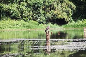 Vogel im panamaischen Urwald auf Pfahl im Wasser