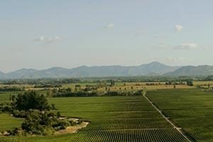 Reise durch Chiles Weinanbauregion