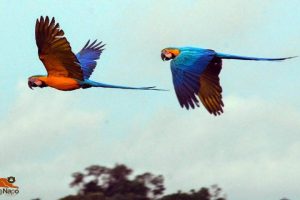 Papageien in der Amazonasregion in Ecuador