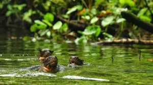 yasuni4-768×512 Yasuni Natur