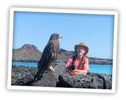 falke-galapagos-inseln