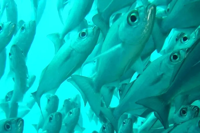 fischschwarm galapagos
