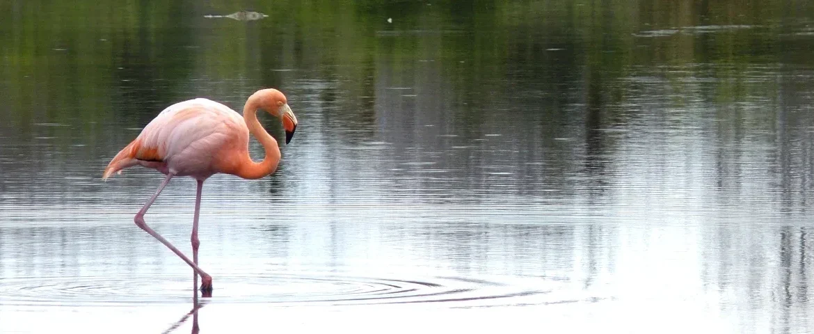 flamingos dragon hill Galapagos banner