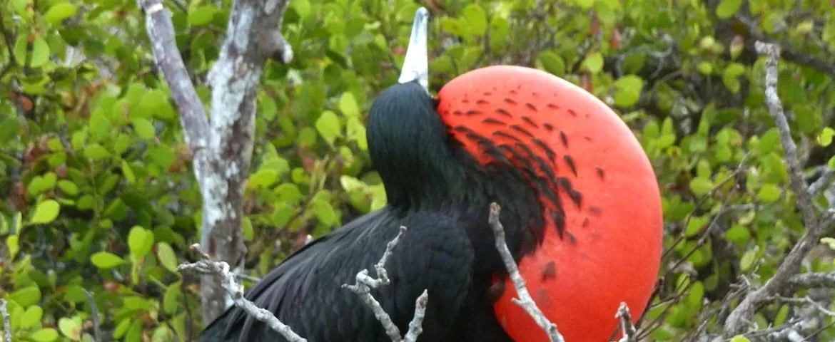 fregattvogel Galapagos banner