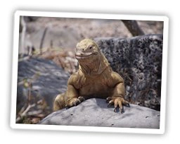 galapagos insel leguane