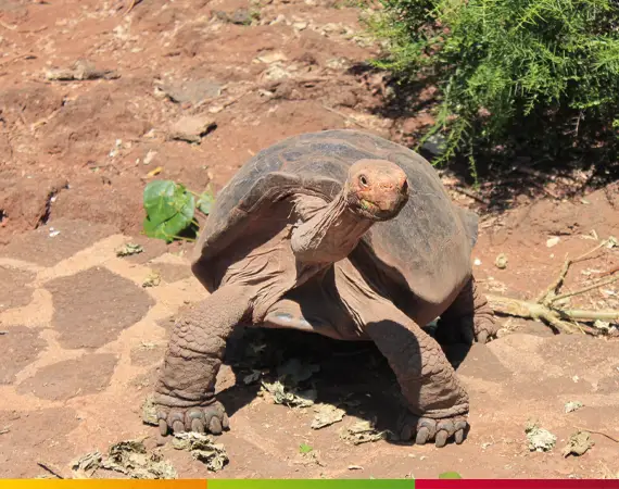 Nahaufnahme einer Galápagos-Riesenschildkröte von vorne; das Wahrzeichen der Biodiversität Ecuadors im Vergleichsartikel „Ecuador vs. Peru“ von Solecu Tours.