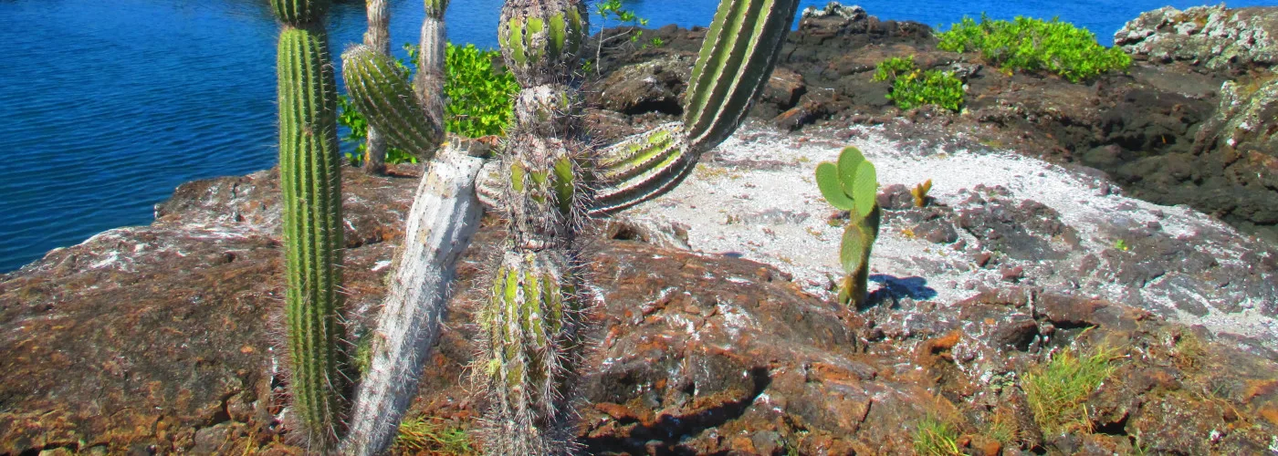 Los Tuneles auf Isabela Galapagos – Lavatunnel im Meeresschutzgebiet, Einstiegspunkt für Galapagos Tauchreise