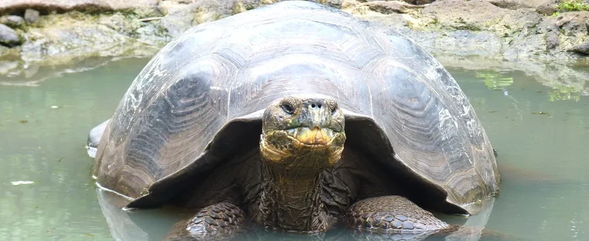 galapaguera san cristobal galapagos banner