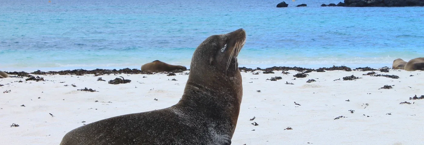 gardner bucht seeloewe galapagos banner