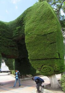 Park mit frisierten Bäumen